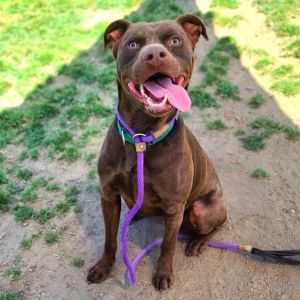 RUSTY Labrador Retriever Dog