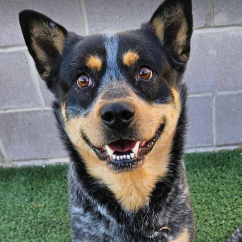 Stash, an adoptable Australian Cattle Dog / Blue Heeler, Mixed Breed in Fort Collins, CO, 80526 | Photo Image 1