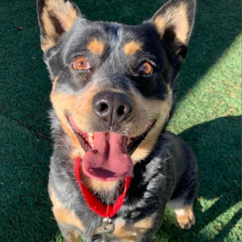 Stash, an adoptable Australian Cattle Dog / Blue Heeler, Mixed Breed in Fort Collins, CO, 80526 | Photo Image 2