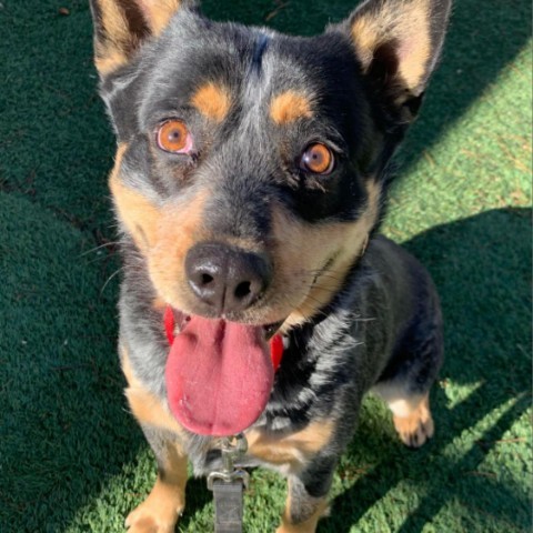 Stash, an adoptable Australian Cattle Dog / Blue Heeler, Mixed Breed in Fort Collins, CO, 80526 | Photo Image 3