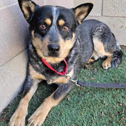 Stash, an adoptable Australian Cattle Dog / Blue Heeler, Mixed Breed in Fort Collins, CO, 80526 | Photo Image 4