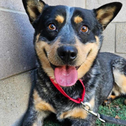 Stash, an adoptable Australian Cattle Dog / Blue Heeler, Mixed Breed in Fort Collins, CO, 80526 | Photo Image 6