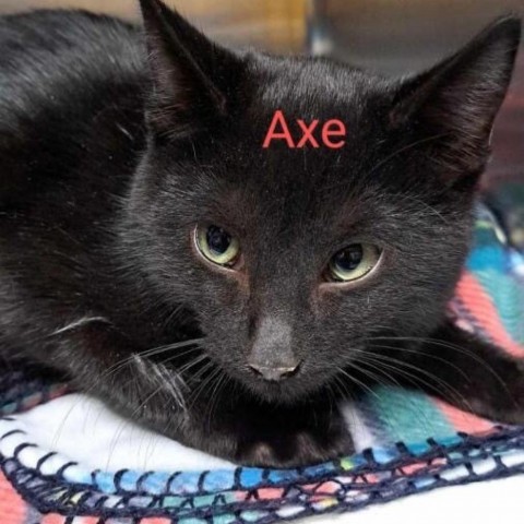 Axe, an adoptable Domestic Short Hair in Fort Collins, CO, 80526 | Photo Image 2