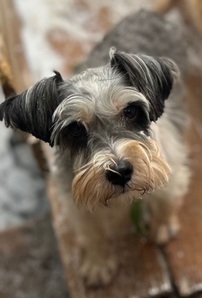 Dog for adoption Fritz LOVES DOGS a Miniature Schnauzer in Oak