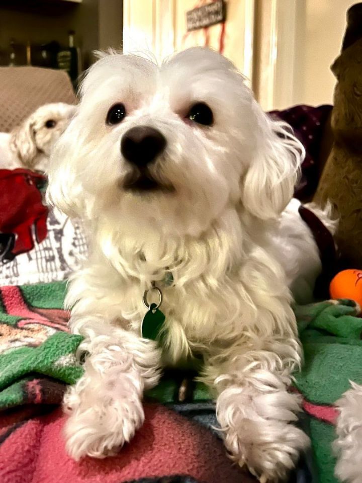 Petfinder maltese sale