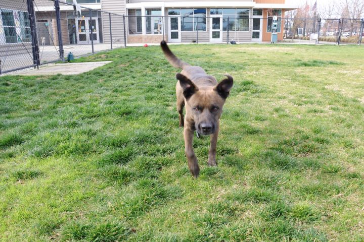 Uno, an adoptable American Staffordshire Terrier & German Shepherd Dog Mix in Clovis, CA_image-4