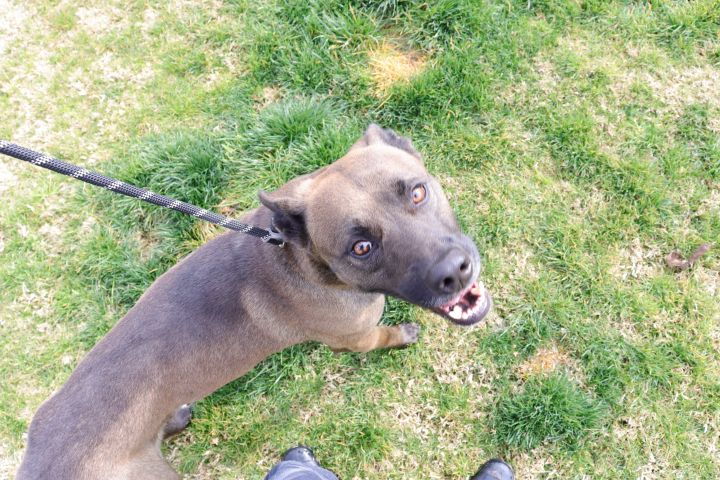 Uno, an adoptable American Staffordshire Terrier & German Shepherd Dog Mix in Clovis, CA_image-6