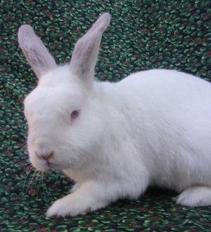 THUMPER Bunny Rabbit Rabbit