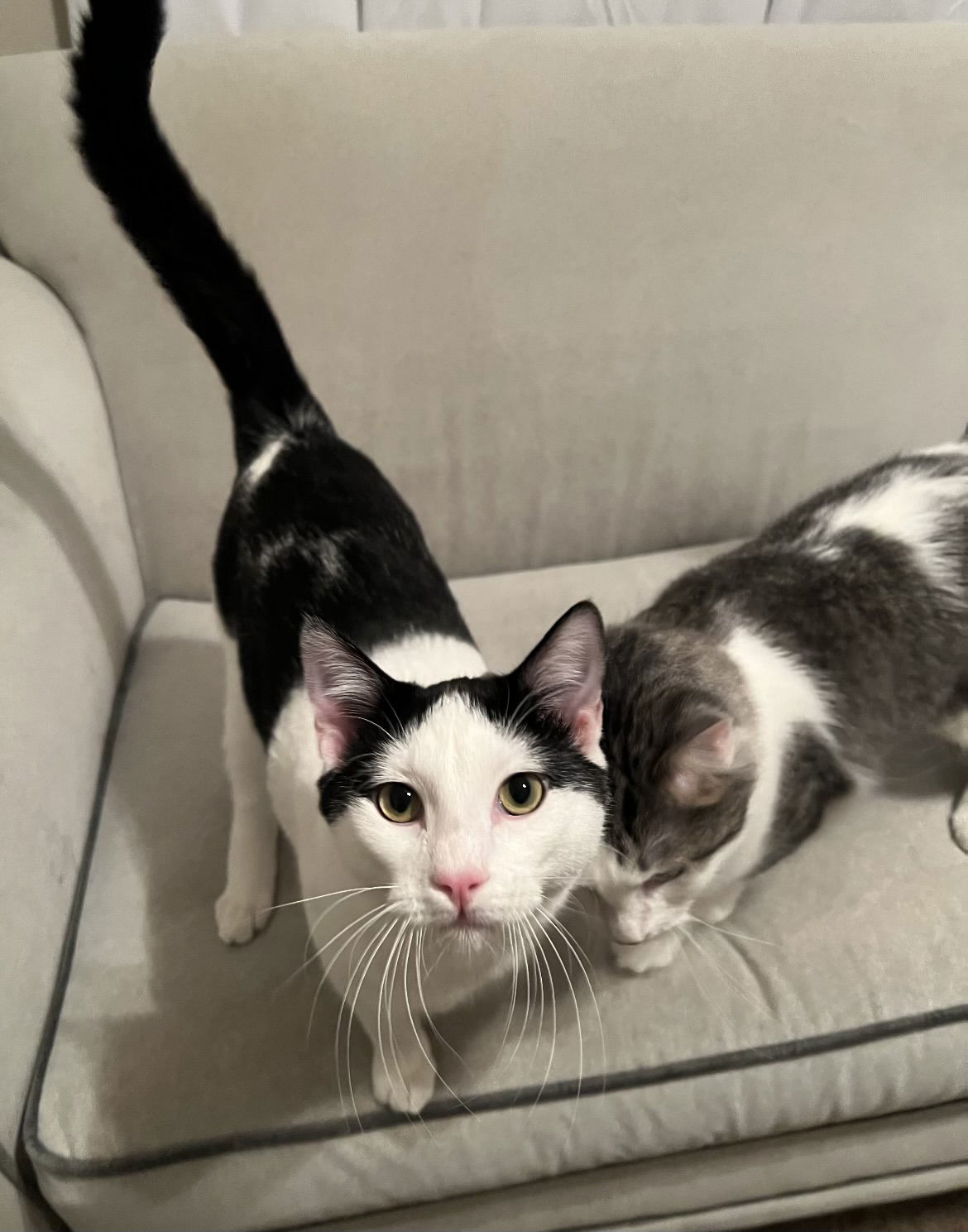 Mark, an adoptable Domestic Medium Hair in MONTGOMERY, TX, 77356 | Photo Image 1