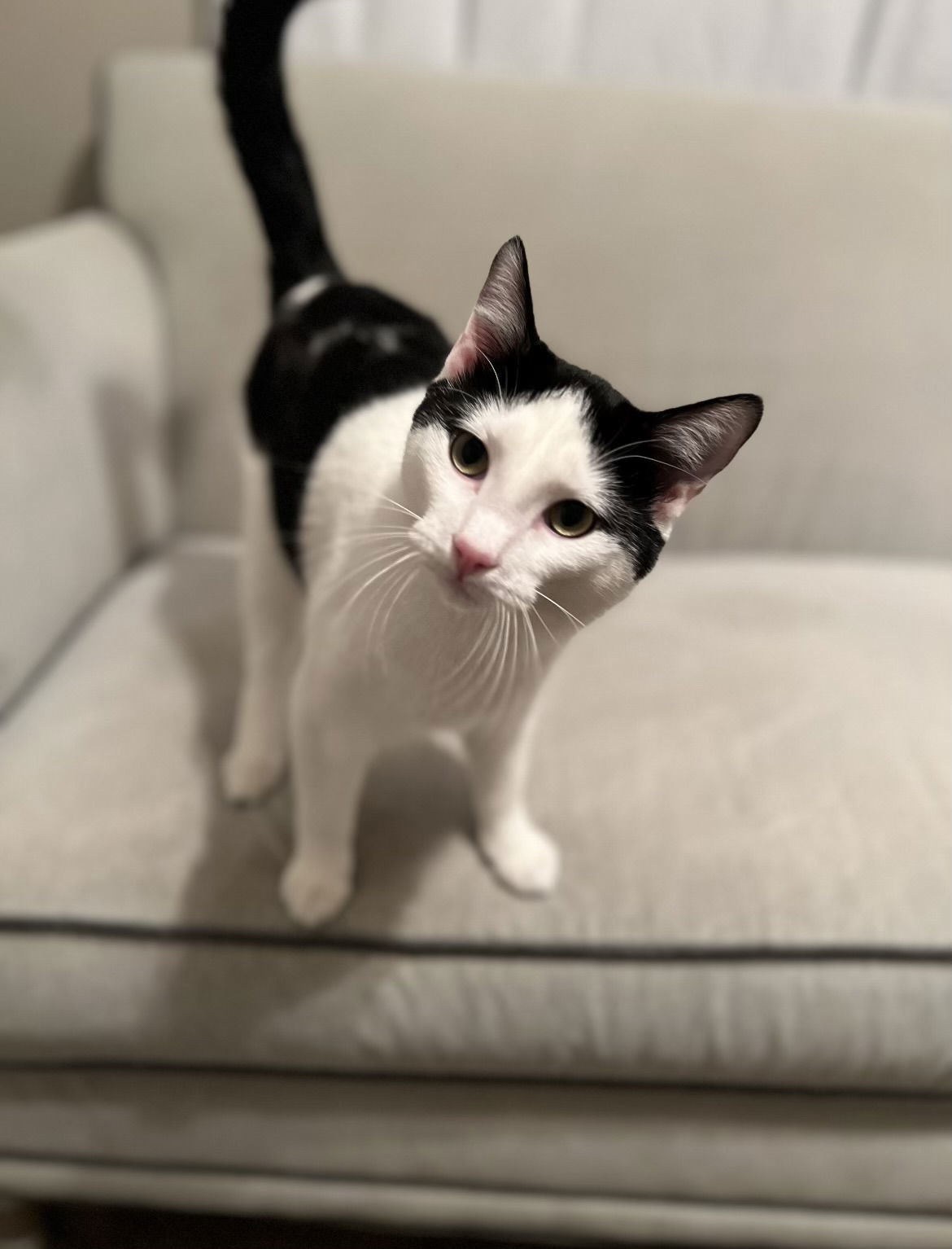 Mark, an adoptable Domestic Medium Hair in MONTGOMERY, TX, 77356 | Photo Image 2