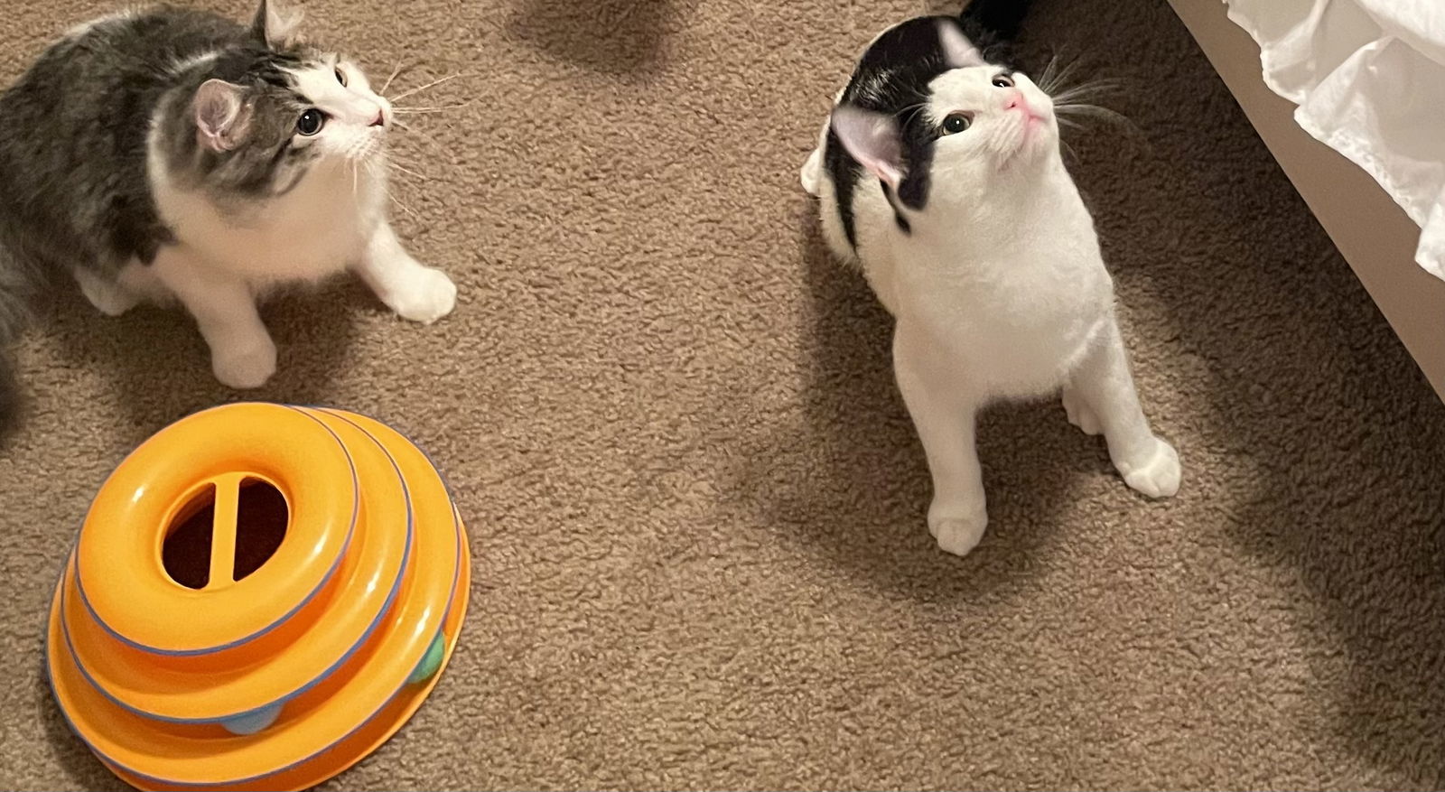 Mark, an adoptable Domestic Medium Hair in MONTGOMERY, TX, 77356 | Photo Image 3