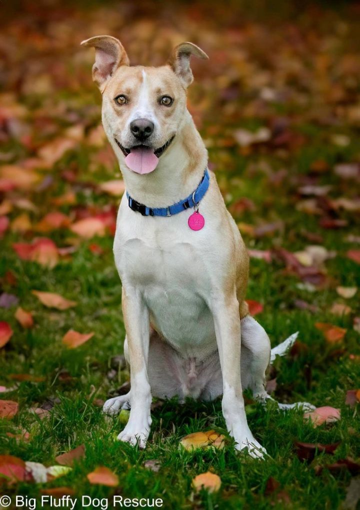 Big fluffy dog on sale rescue adoption fee