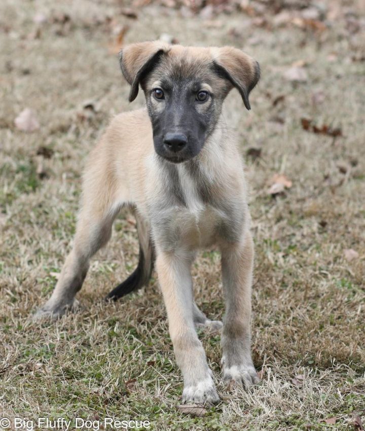 Big fluffy dog shop rescue adoption fee