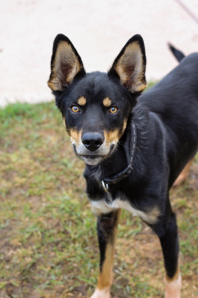 Naat'aanii, an adoptable Husky, German Shepherd Dog in Ashland, WI, 54806 | Photo Image 1