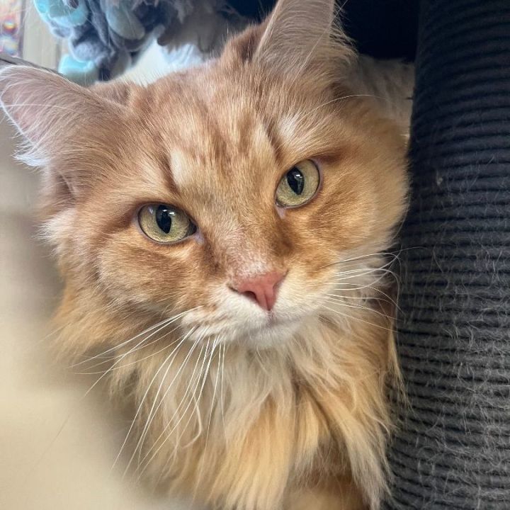 Whiskey, an adoptable Domestic Long Hair in Naperville, IL_image-1