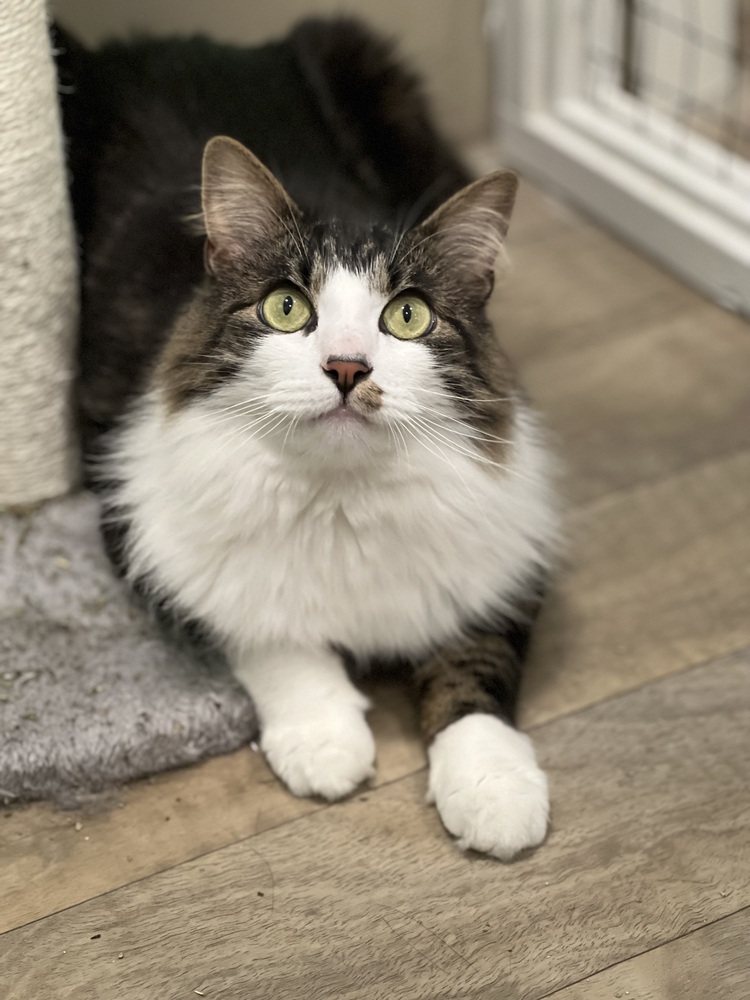 Samwise, an adoptable Domestic Medium Hair in Vancouver, WA, 98661 | Photo Image 1