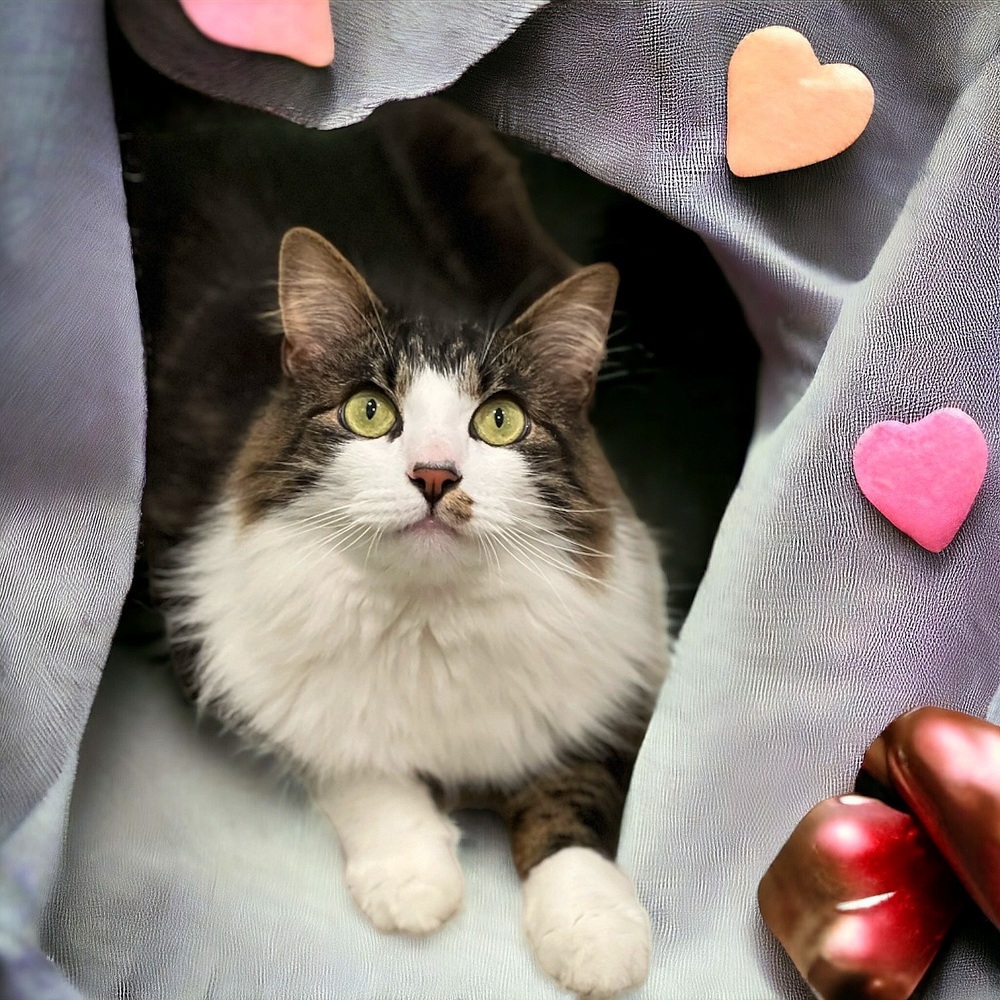 Samwise, an adoptable Domestic Medium Hair in Vancouver, WA, 98661 | Photo Image 2