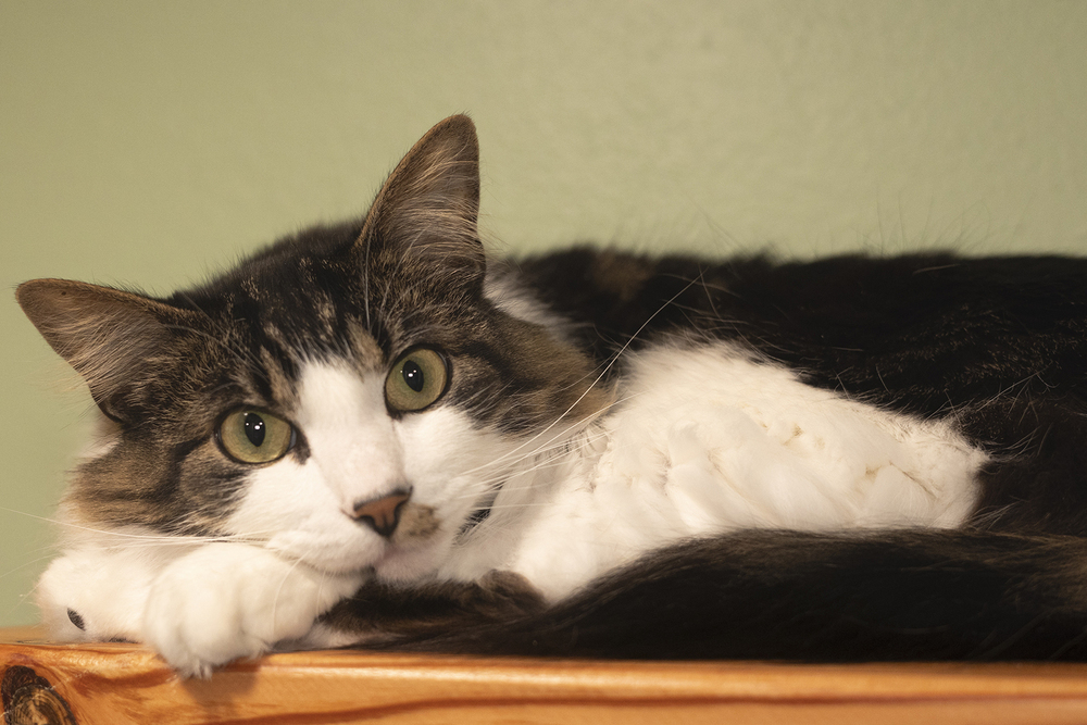 Samwise, an adoptable Domestic Medium Hair in Vancouver, WA, 98661 | Photo Image 3