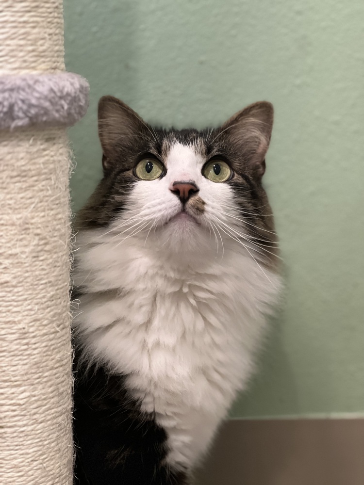 Samwise, an adoptable Domestic Medium Hair in Vancouver, WA, 98661 | Photo Image 4