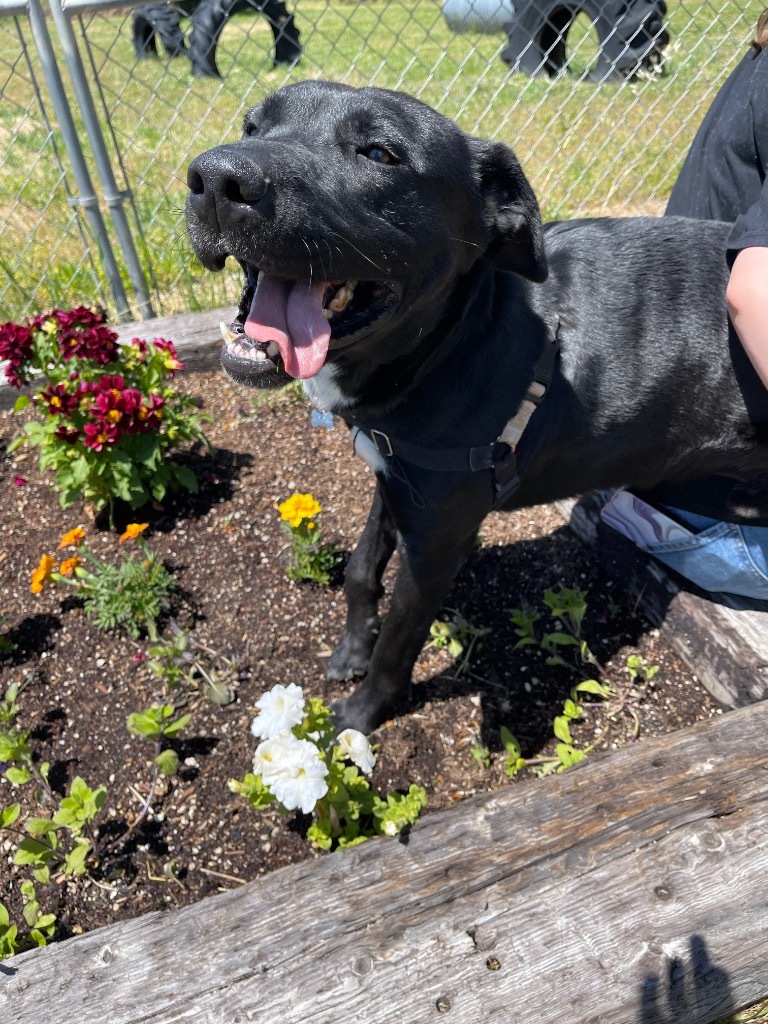 Grimm, an adoptable Labrador Retriever in Grants Pass, OR, 97526 | Photo Image 1
