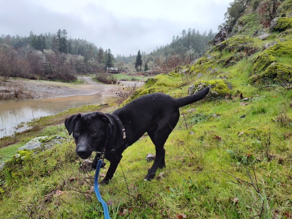 Grimm, an adoptable Labrador Retriever in Grants Pass, OR, 97526 | Photo Image 3