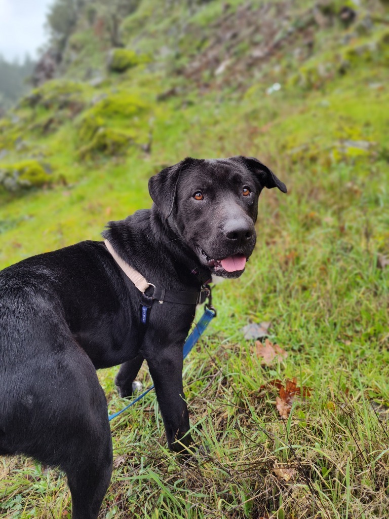 Grimm, an adoptable Labrador Retriever in Grants Pass, OR, 97526 | Photo Image 4
