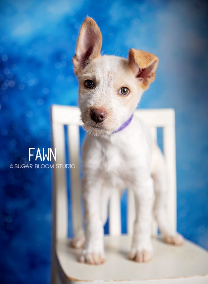 Fawns small sale rescue dogs
