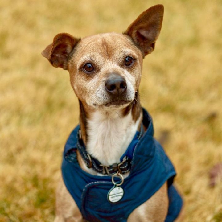 Walt, an adopted Chihuahua & Rat Terrier Mix in Bethel, CT_image-1