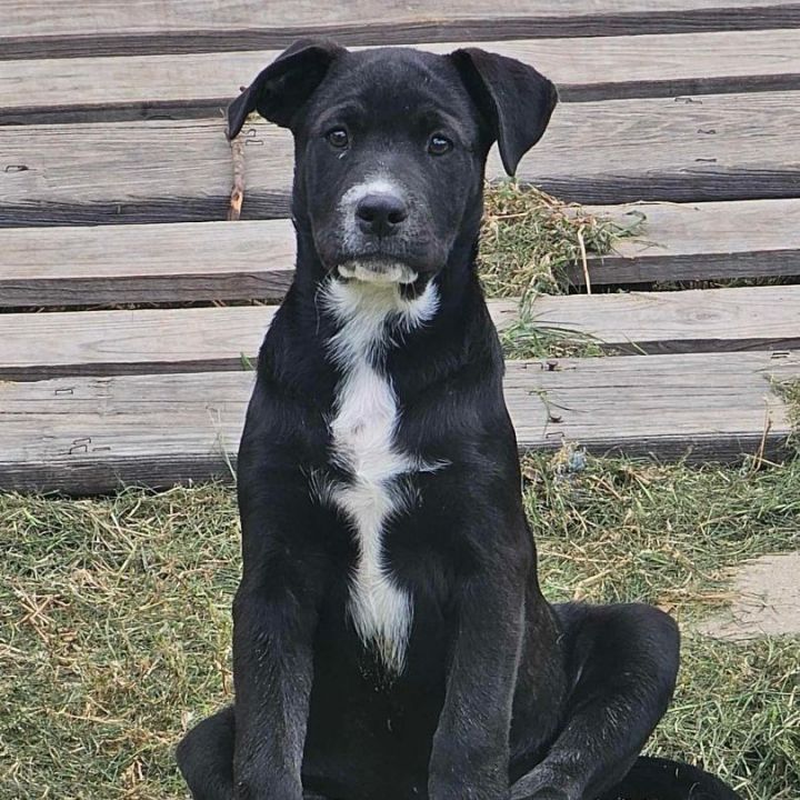 Blue heeler pitbull mix hot sale puppy