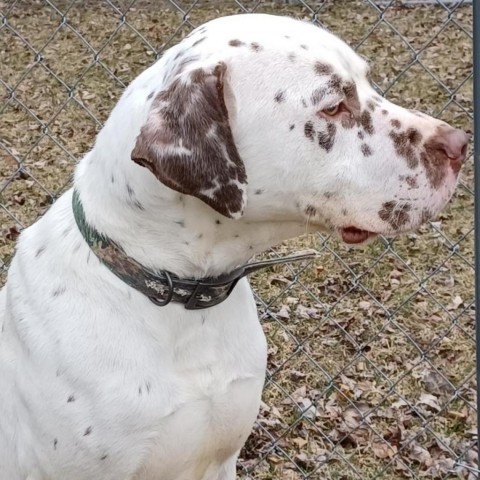 ACAC-Stray-ac728/23-13107/Stanley, an adoptable Pointer, Chocolate Labrador Retriever in Standish, MI, 48658 | Photo Image 1
