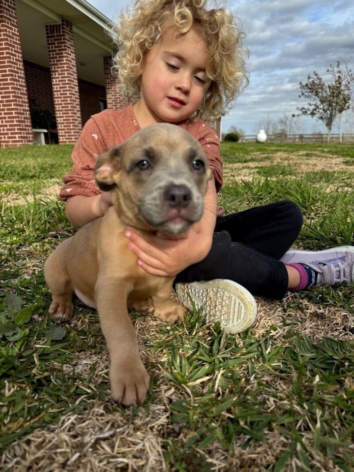 Short legged pitbull shop puppies for sale