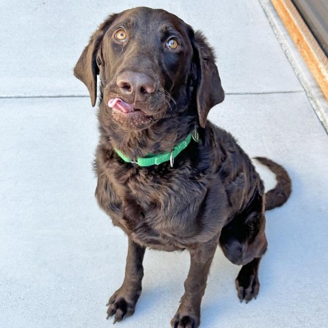 Goliath, an adoptable Mixed Breed in Hailey, ID, 83333 | Photo Image 4