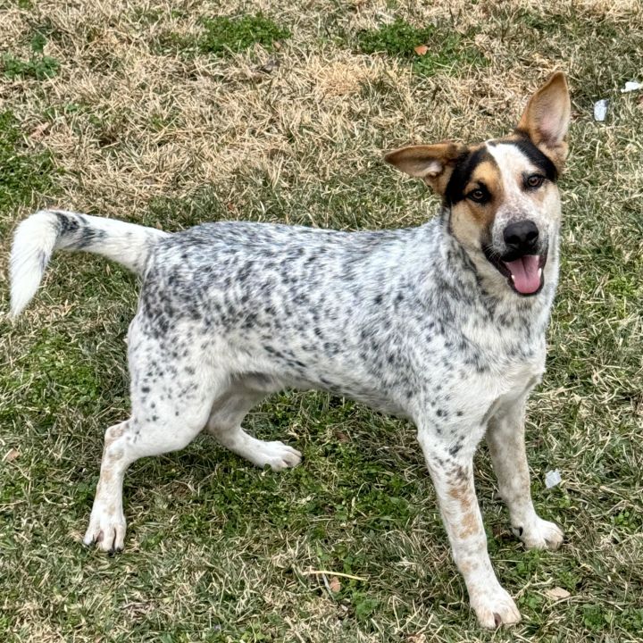 Cattle best sale dog bluey