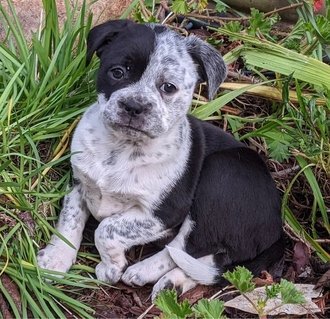 Catahoula french best sale bulldog mix