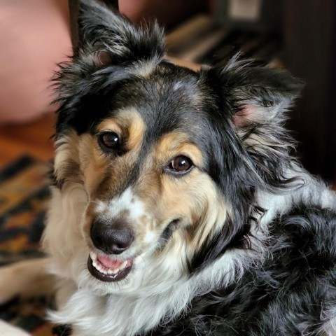 Allie, an adoptable Australian Shepherd in Ada, MN, 56510 | Photo Image 1