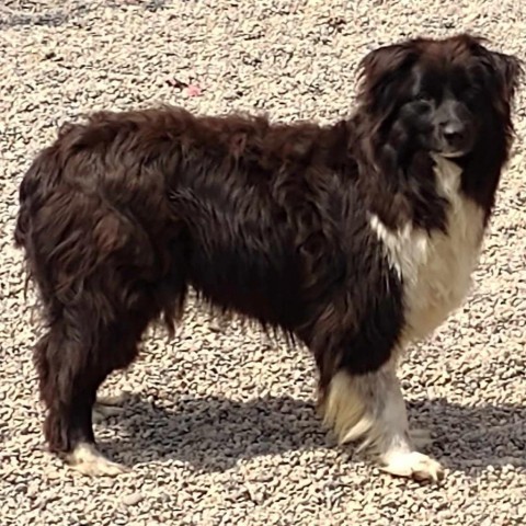 Bella Dawn, an adoptable Australian Shepherd in Ada, MN, 56510 | Photo Image 1