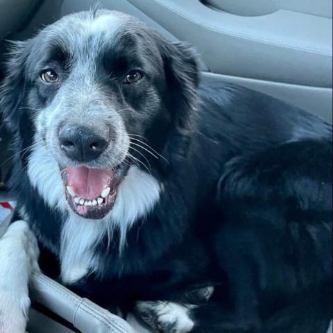 Freckles, an adoptable Australian Shepherd in Ada, MN, 56510 | Photo Image 1