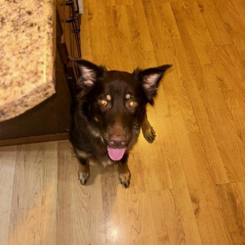 Red Raven, an adoptable Australian Shepherd in Ada, MN, 56510 | Photo Image 2