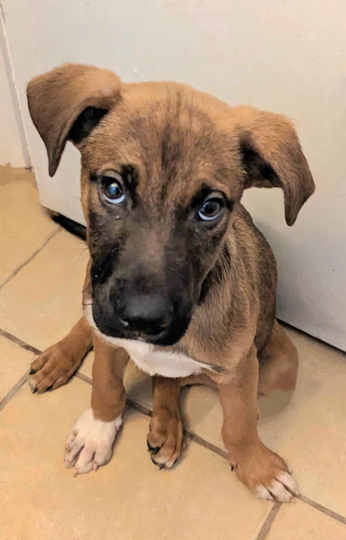 Husky ridgeback mix sales puppies