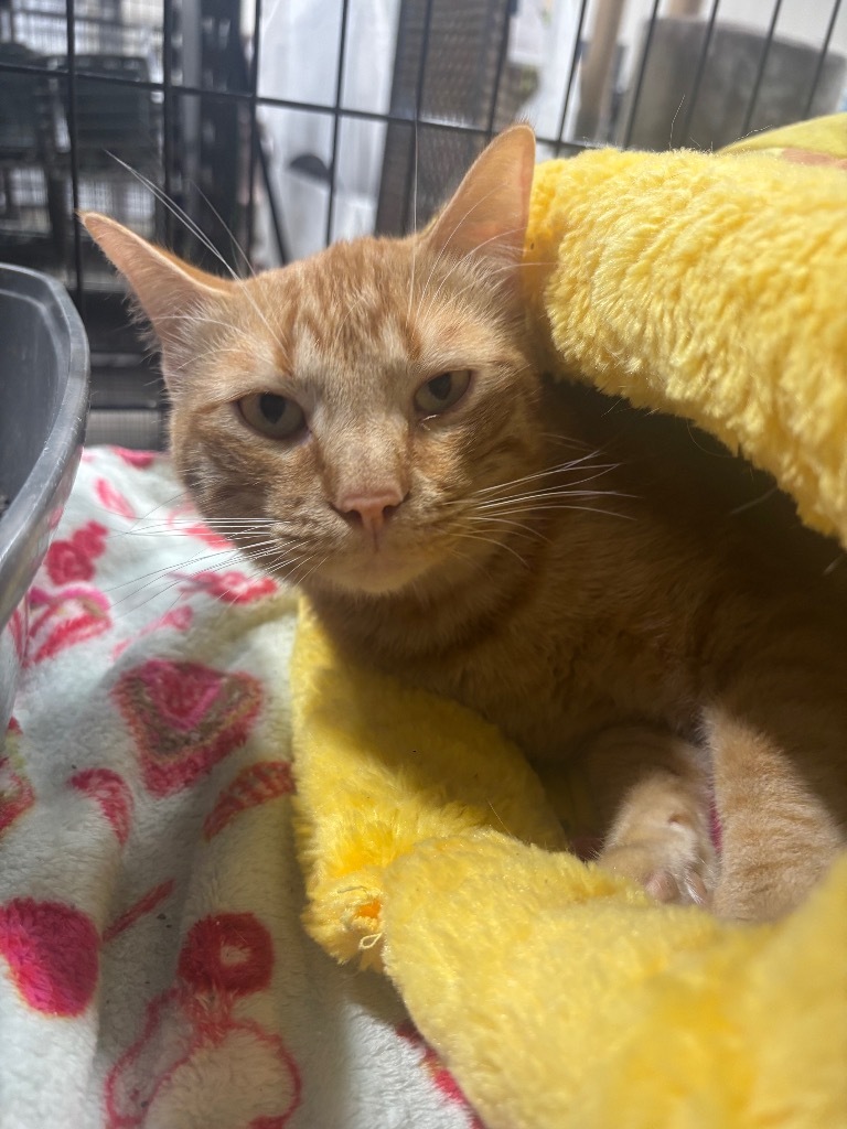 Cal, an adoptable Domestic Short Hair in Corpus Christi, TX, 78415 | Photo Image 1