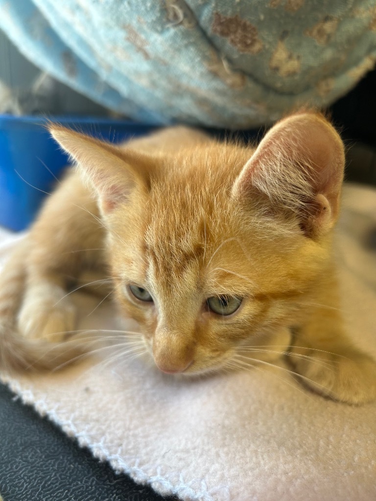 Cal, an adoptable Domestic Short Hair in Corpus Christi, TX, 78415 | Photo Image 2