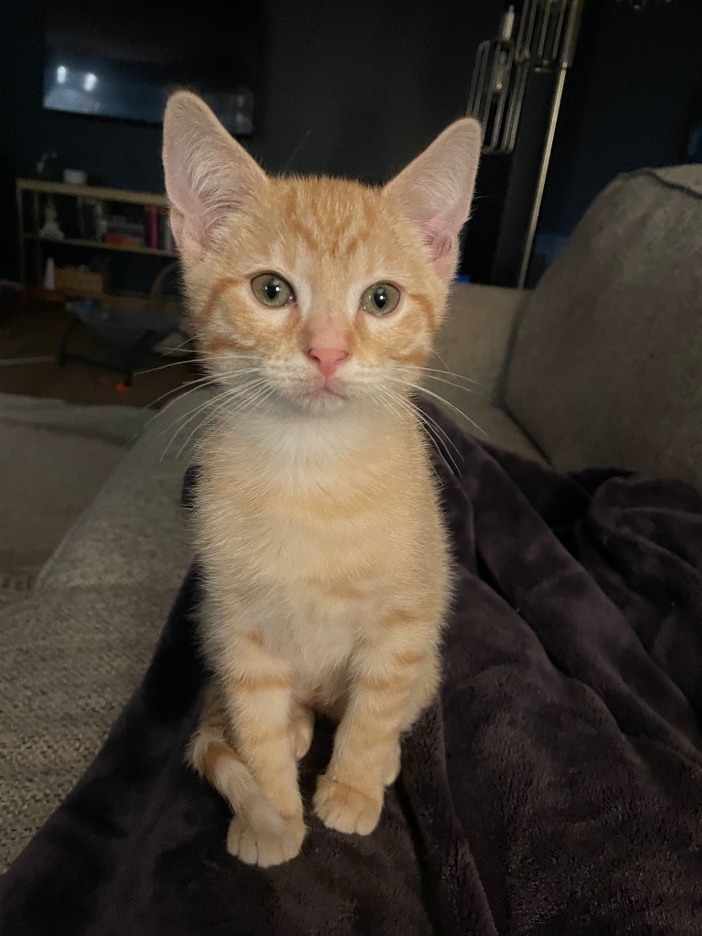 Roy, an adoptable Domestic Short Hair in Merriam, KS, 66202 | Photo Image 6