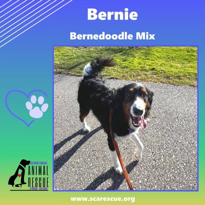 Bernese mountain dog 2024 poodle mix rescue