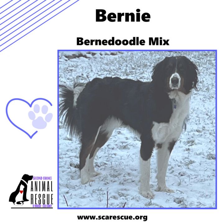 Bernese mountain dog store poodle mix rescue