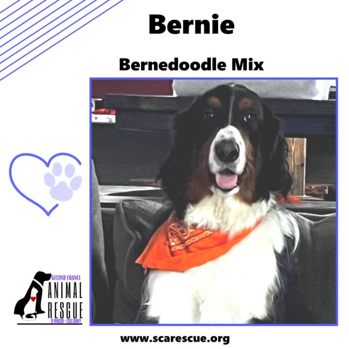 Bernese mountain dog store poodle mix rescue