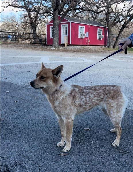 Blue heeler best sale pomeranian mix