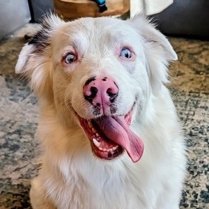 Double merle hot sale adoption