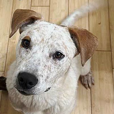 Red, an adopted Australian Cattle Dog / Blue Heeler Mix in Oklahoma City, OK_image-2
