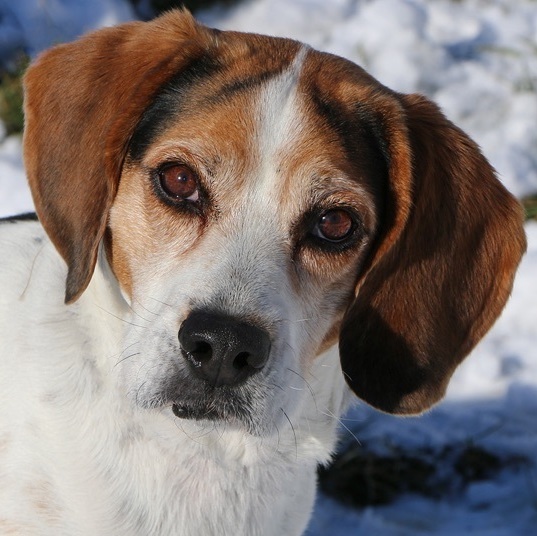 Petfinder beagle cheap