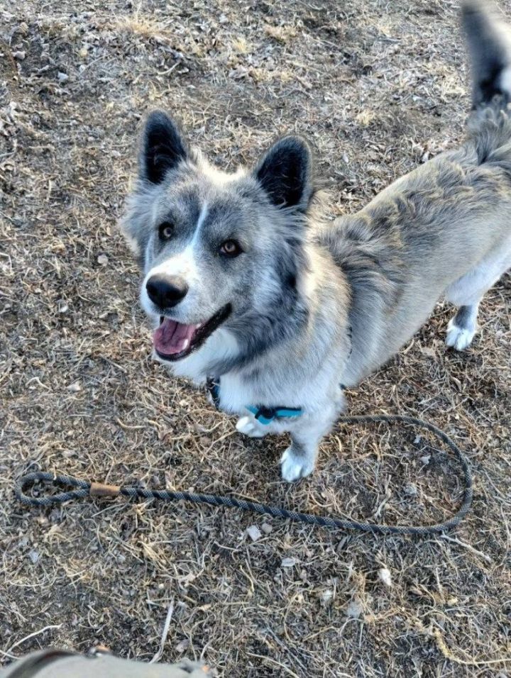 Akita aussie sale mix